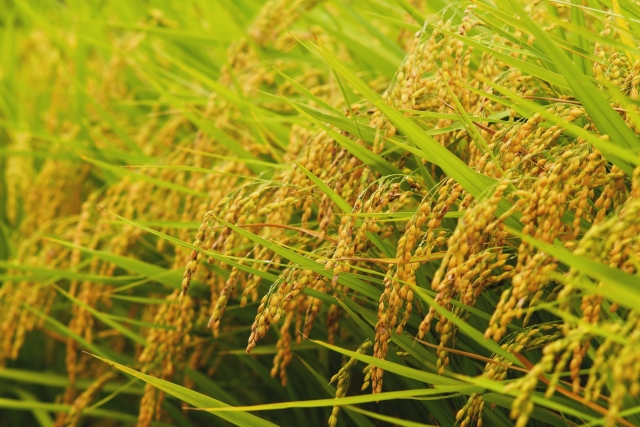 農業法人の「直販拡大」に学ぶ ― 中小企業が生き残るための顧客接点戦略とM&Aの視点